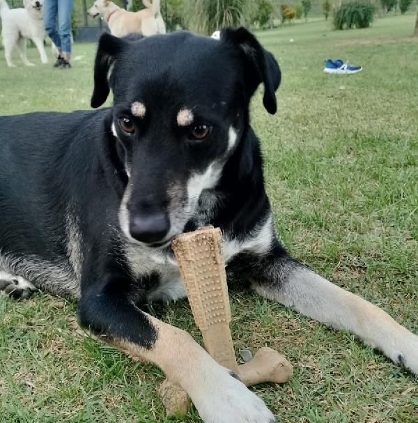 Tyson 3 anni abbandonato dopo 2 anni di adozione cerca una nuova opportunità  Foto 3
